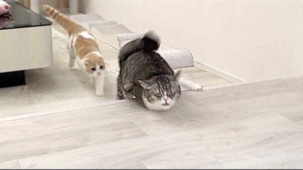 もちまる日記、追いかけっこ中にもちまるが顎を強打！恥ずかしがる様子に「可愛い」の声多数！