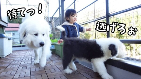 山奥暮らしのシュシュ、子犬がベランダデビューするも一歩が踏み出せない！子犬を見守り、叱るお姉さん犬に称賛の声！