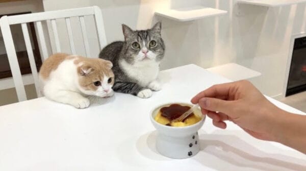 もちまる日記、飼い主・下僕のおやつ”プッチンプリン”に興味津々！欲しがりアピールする健気な姿に、「可愛すぎる」の声