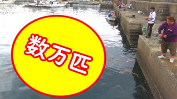 釣りよかでしょう、高級魚・カマスの大群を一網打尽！爆釣×訛り全開トークの”神回”に、「最近で一番おもろかった」の声