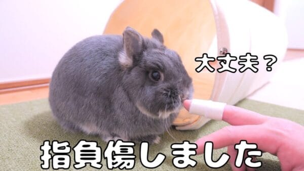 うさぎの麦ちゃんねる、怪我した飼い主を心配するうさぎの、愛らしい様子に「癒される」の声多数！