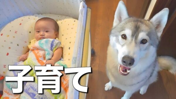 シベリアンハスキーが赤ちゃんを笑顔に！赤ちゃんを見守り続けるお兄さんな姿に、視聴者から称賛の嵐！