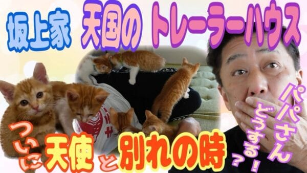 坂上忍、捨て猫5匹を保護！順調に育った元気な姿にメロメロ！まさに天使な5匹に「天国」「癒される」の声！