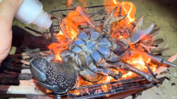 おろちんゆー、超巨大甲殻類ヤシガニに挑む！死亡例もあるという珍味、ヤシガニのミソのお味は！？