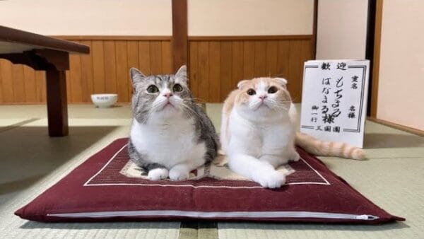 もちまる日記、兄弟猫と飼い主・下僕で、旅館にお泊り！すっかりくつろいだ様子の2匹に「癒し」の声多数！