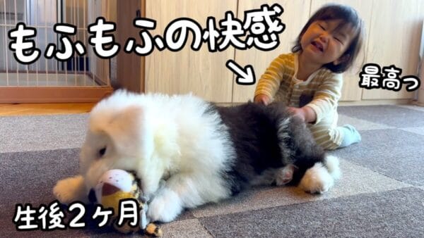 山奥暮らしのシュシュ、3匹の犬と赤ちゃんのふれあいに癒される！もふもふされる子犬の様子に「可愛い」と絶賛の声