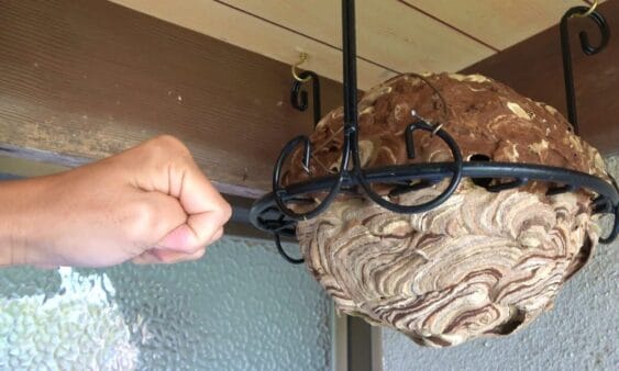 おーちゃんねる、ハチの巣をぶん殴り、”殺意”マシマシの反撃を食らう！危なっかしすぎる命懸けの企画に、視聴者は爆笑！