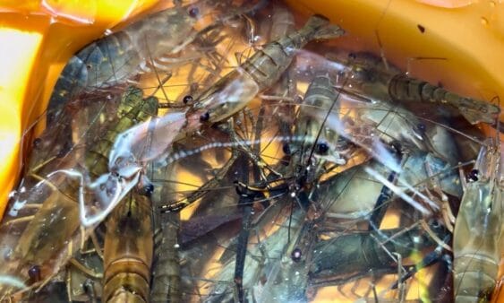 おろちんゆー、世界最大のテナガエビを大量捕獲＆その場で調理！料理にアリが群がるも気に留めず完食し、視聴者も爆笑！