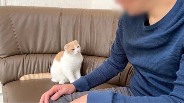 2匹の猫たちが、飼い主・下僕の実家で暴れまわる！いたずらがバレた猫「はなまる」の運命はいかに！？