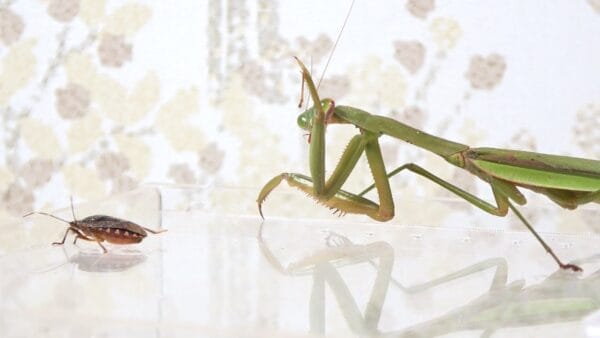 おーちゃんねる、カマキリに生きたカメムシを食わせる”鬼畜”ぶり発揮！「生きては帰さない」発言に、視聴者も戦慄