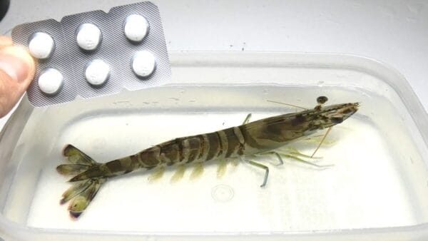 おーちゃんねる、生きたエビに睡眠薬を投入する”狂気”！エビを非常食として飼う宣言に、視聴者も「狂ってやがる」と戦慄