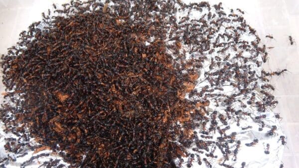 おーちゃんねる、巨大なアリの巣を掃除機でぶっ壊す⁉”鬼”の異名に恥じぬ大暴れに、「狂気にまみれてる」とファン戦慄