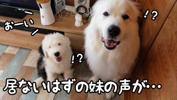 山奥暮らしのシュシュ、最新ドックカメラを設置！遠隔操作でおやつが投げられる！？留守番中の犬たちの反応が可愛すぎる！