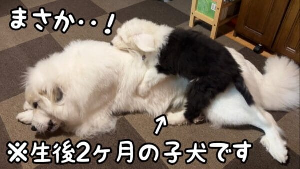 山奥暮らしのシュシュ、オスの子犬が先輩犬にマウント！？全く相手にしないお姉さん犬の様子に「さすが！」「お疲れ様」の声！