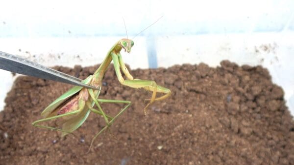 生物系YouTuber・おーちゃんねる、大量の肉食ゴキブリがカマキリを食いちぎる様子に、ファン困惑