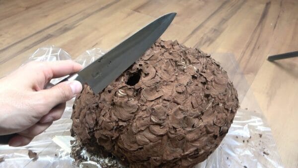 おーちゃんねる、スズメバチの巣を解体！ハチの死骸や孵化出来ずに干からびたさなぎを発見し、「えぐい」と驚愕！？