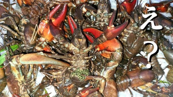 福島県に特定外来生物が大繁殖！？マーシーがザリガニワークショップに参加！ザリガニカレーのお味は如何に！