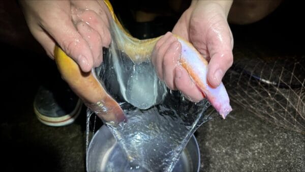 『ヌタウナギのヌルヌル食べてみた』ーヌタウナギの美味しさに「その辺の焼肉より余裕でうめえ」