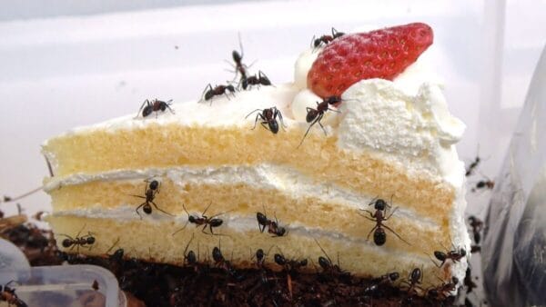 おーちゃんねる、アリの大群にクリスマスケーキを爆食いさせる！年末年始も狂気の実験に勤しむ”通常運転”で、ファン爆笑