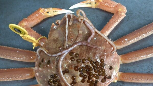 おーちゃんねる、越前ガニに付着するヒルを食らう”奇行”！カニより寄生虫をメインに据える逆転現象に、ファンも爆笑