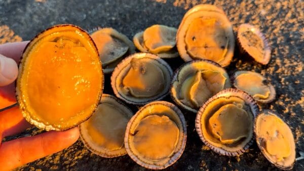 おろちんゆー、マツバガイで高級アワビ料理を再現！？不思議な内臓を使用したあんかけご飯の味は如何に…