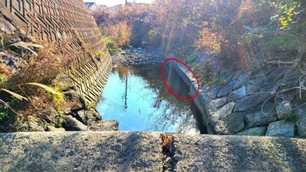 生物系YouTuber・マーシー、冬の用水路に出現のデカすぎ外来種とは？自然保護の呼びかけも欠かさず、視聴者も絶賛