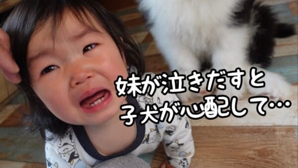 3匹の犬たちと赤ちゃんで手形・足形取り！泣き出した赤ちゃんに駆け寄る子犬・むぅむぅに、視聴者から「成長」の声！