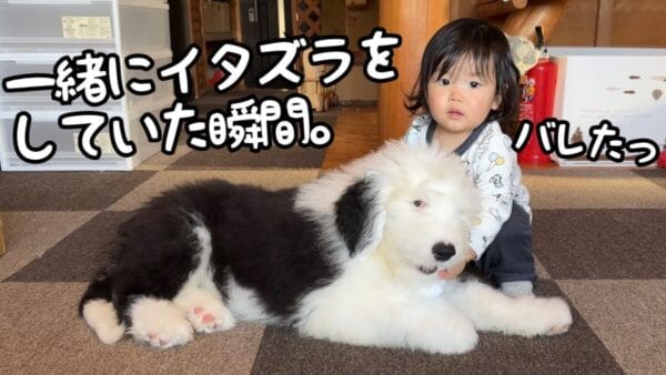 仲良しでいつも一緒の赤ちゃんと子犬が遂に協力してイタズラ⁉視聴者からは「癒される」の声！