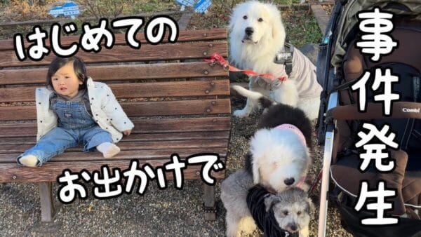 みんなでお出かけ！が、子犬が先輩犬と離れられない…これからどうする！？家族全員の初外出をファンも祝福！