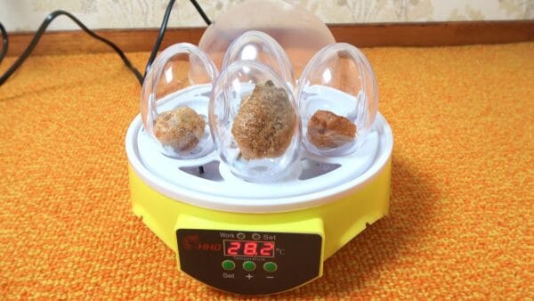 生き物YouTuber おーちゃんねる、親を失ったカマキリの卵を代わりに孵化！！狂気じみた行動に視聴者も驚愕！