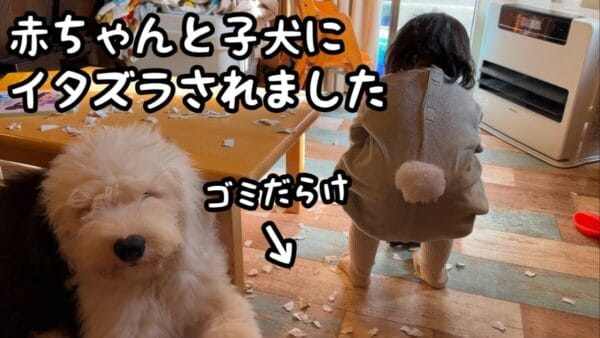日々進化を続ける赤ちゃんと子犬、「片付けがゾッとする」いたずらをお見舞い！視聴者からは「成長」の声！