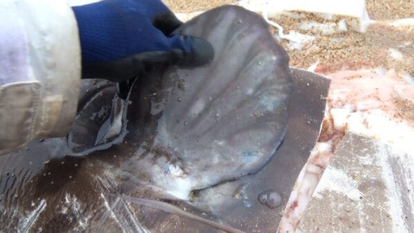 おーちゃんねる、世界初マンボウのヒレ酒作り!?「あっ美味いわ」「これはこれでいける」と味も絶賛