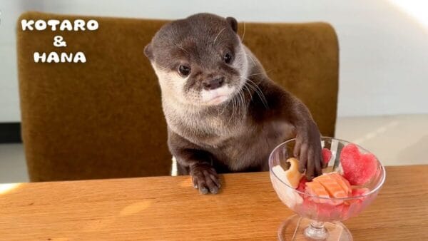 コツメカワウソ、バレンタインにシーフードパフェのプレゼント！横取りの我慢を覚えたカワウソに「偉い」の声殺到！