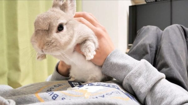 うさぎのぽぽちゃん、なでなでと抱っこでは飽き足らず高い高いを要求!?甘え上手な様子に「可愛い」の声！