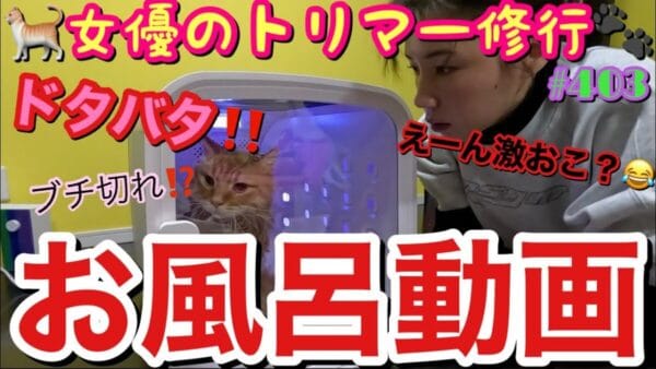 仲里依紗、念願のペットドライヤーを手に入れ飼い猫2匹をトリミング！「トリマーさんって大変だね」と本職の凄さを痛感