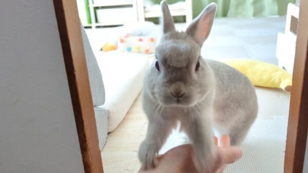 うさぎのぽぽちゃん、なかなか起きない飼い主に怒って噛みつき!?健気に起こそうとする姿に「可愛い」の声！