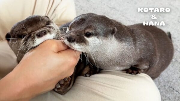 コツメカワウソ、飼い主にじゃれて1匹が構ってもらうともう1匹がヤキモチ!?世界各国からコメントが寄せられる！