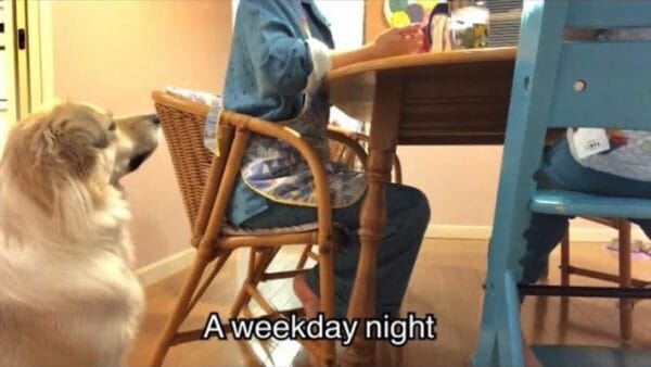 Peco、息子リンクとの日常公開！愛犬アリソンが可愛いすぎる！ファン「こっちまで元気になれる」！