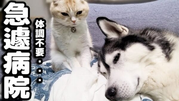 ペットの日常を記録する「犬と猫の親バカ日記」、ハスキー犬のはっちゃんが体調不良に…猫のじゅんが徹夜で看病する様子に「ジーンときます」の声