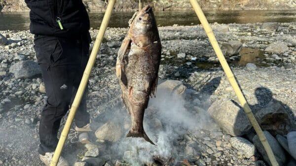 生き物系YouTuber『ホモサピ』、ドブ排水で育った巨大魚・ハクレンを燻製にして食べる！「臭くない」「バクバク食えるような味ではないが大成功」