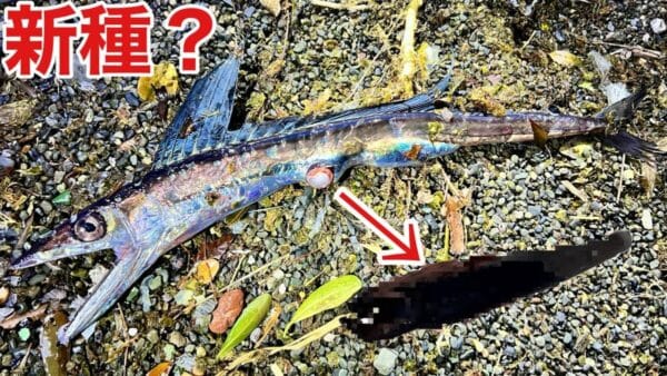 生き物系YouTuber、あらかわが深海クラゲの大量発生に突撃！論文レベルの珍しい生物を発見！？その正体とは！