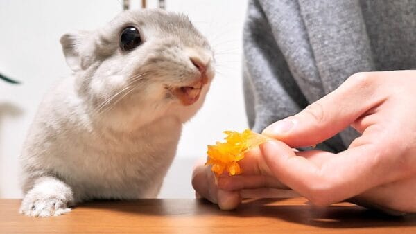 うさぎのぽぽちゃん、食べられないと思ってたみかんが出てきて大喜び！食いつきっぷりや喜ぶ様子に「可愛い」の声殺到！