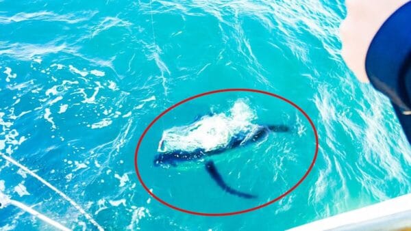 生き物系YouTuber『うごめ紀』、釣り仲間と”約10kgのビンチョウマグロ”を捌いて食べる！釣り上げたのは女性YouTuber『じゅえりー』で、”全船の中でファーストキャッチ”達成！