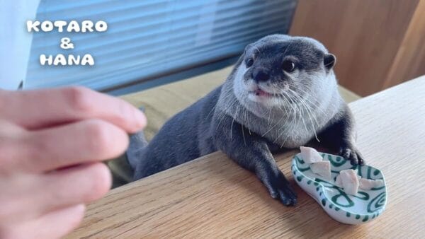 コツメカワウソ、夏バテ気味でも食欲は全く衰えない！ちょっかいを出し続ける飼い主に「ガウッ」と威嚇する様子も