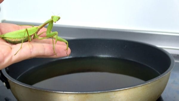 外来種のカマキリを250℃で揚げて実食!?「甘エビの唐揚げみたいな匂い」というカマキリの素揚げ、果たしてどんな味がするのか!?